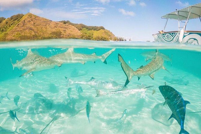 3-hour Lagoon Snorkeling Tour - Private Tour - Who Should Consider This Tour?