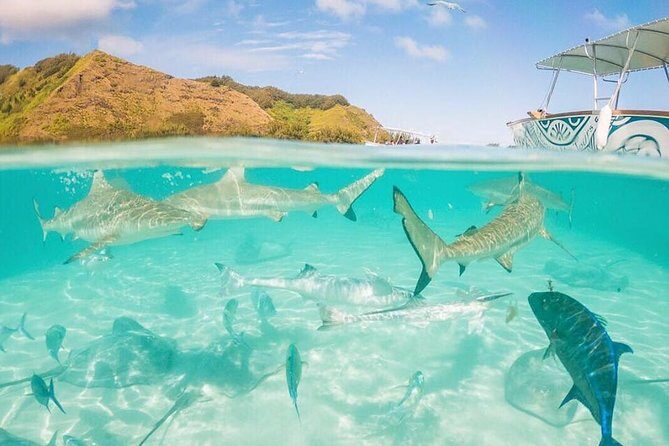 3-hour Lagoon Snorkeling Tour - Shared Tour - FAQ: Your Practical Questions Answered