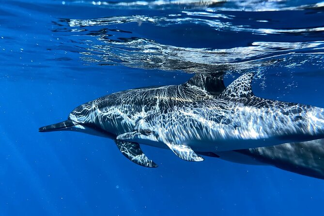 3-Hour Luxury Private Custom Charter - Inclusions and Accessibility