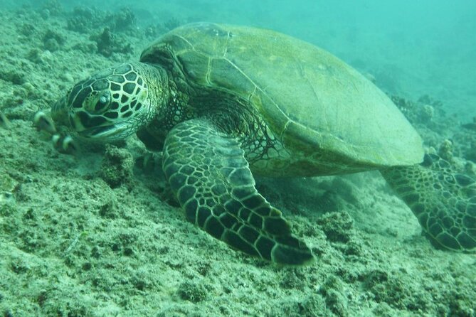 3 Hour Maalaea Luxury Snorkel Cruise Tour Exclusive to 6 Guests - Cancellation and Payment Policies