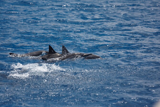 3 Hour Maalaea Luxury Snorkel Cruise Tour Exclusive to 6 Guests - Personalized Small Group Experience