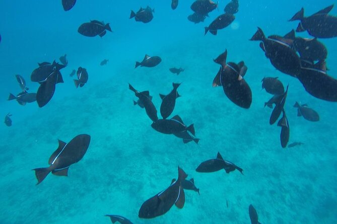 3 Hour Maalaea Luxury Snorkel Cruise Tour Exclusive to 6 Guests - Exceptional Crew and Service