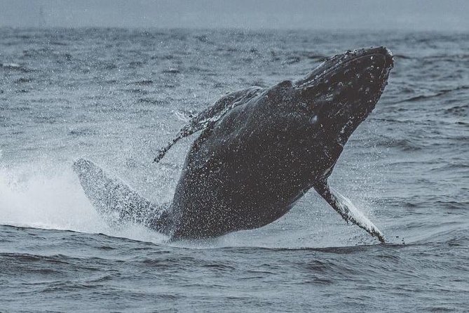 3-Hour Monterey Bay Winter Whale-Watching Tour - Meeting and Pickup