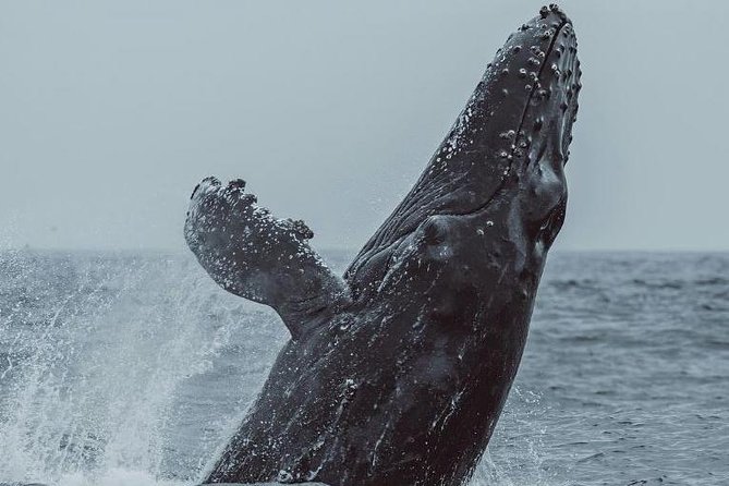 3-Hour Monterey Bay Winter Whale-Watching Tour - Naturalist Guide Commentary