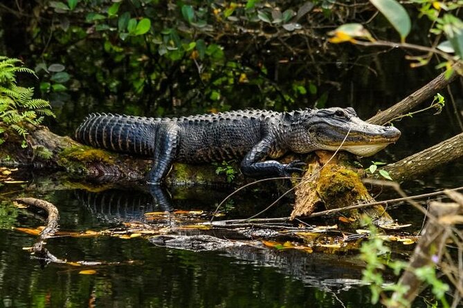 3 Hour Natural Florida Everglades Guided Bicycle Eco Tour - Key Points
