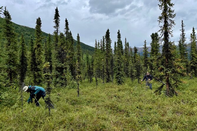 3 Hour Naturalist Walking Tour in Denali National Park - Getting There