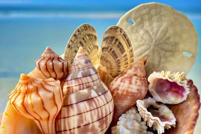 3 Hour Private Dolphin & Shelling Tour - Inclusions