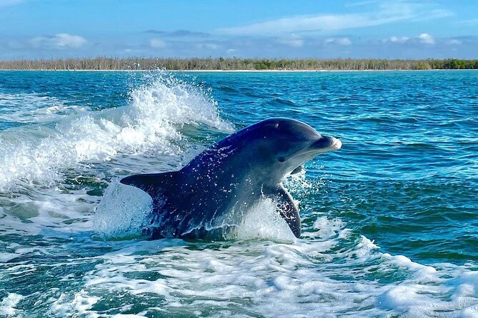 3 Hour Private Dolphin & Shelling Tour - Participant Reviews