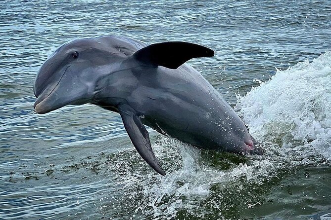 3 Hour Private Dolphin & Shelling Tour - Dolphin Sightings