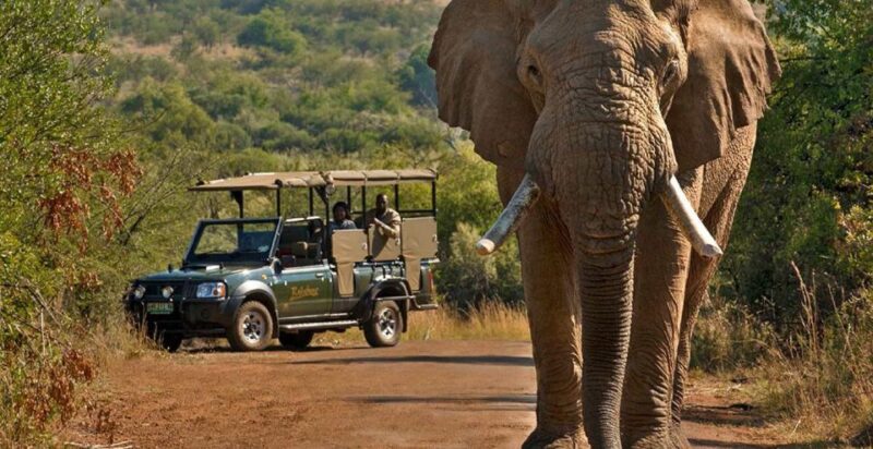 3-Hour Private Game Drive in Pilanesberg National Park - Key Points