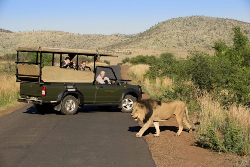 3-Hour Private Game Drive in Pilanesberg National Park - Exclusions in the Game Drive