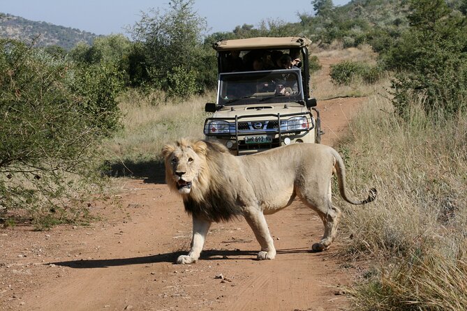 3-Hour Private Game Drive of Pilanesberg National Park - Inclusions and Meeting Information