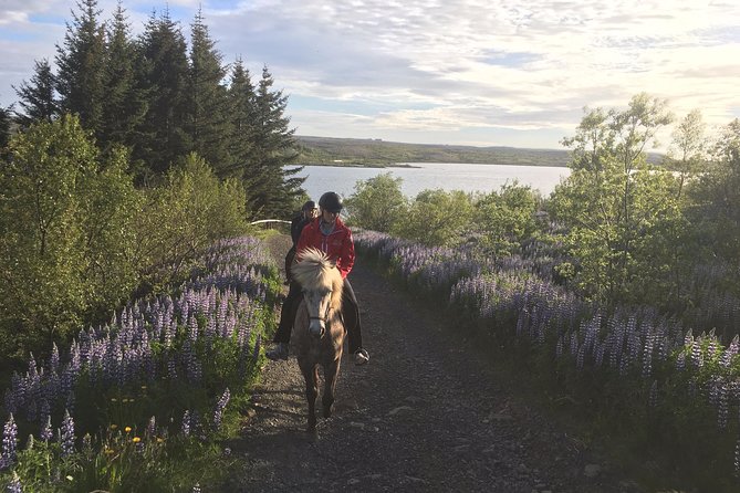 3 Hour Private Horse Riding Tour in Mosfellsdalur - Unique Icelandic Horses