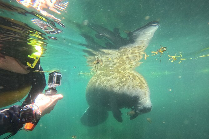 3 Hour Private Manatee Snorkel Tour - Key Points