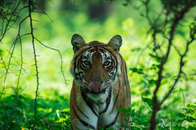 3-Hour Private Safari in Ranthambore Tiger Reserve - Meeting and Pickup Details