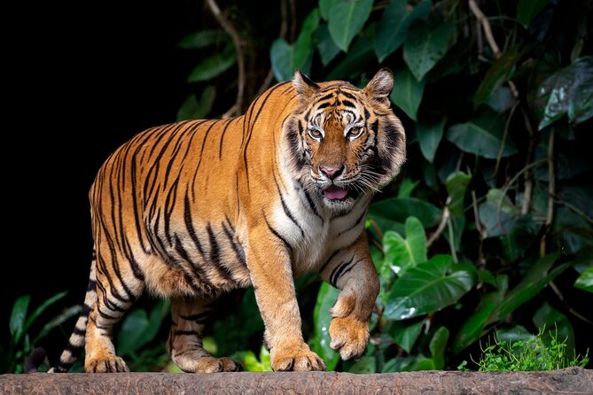 3-Hour Private Safari in Ranthambore Tiger Reserve - Customer Ratings and Reviews