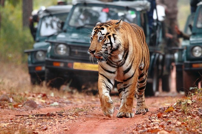 3-Hour Private Safari in Ranthambore Tiger Reserve - Guide Expertise and Engagement