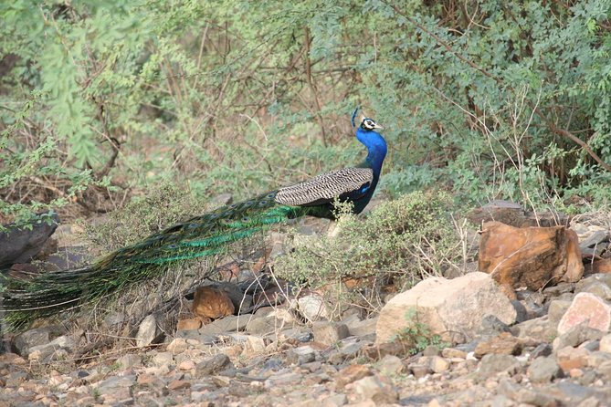 3-Hour Private Safari in Sariska Tiger Reserve - Safari Experience
