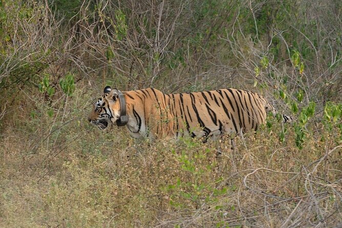 3-Hour Private Safari in Sariska Tiger Reserve - Additional Details