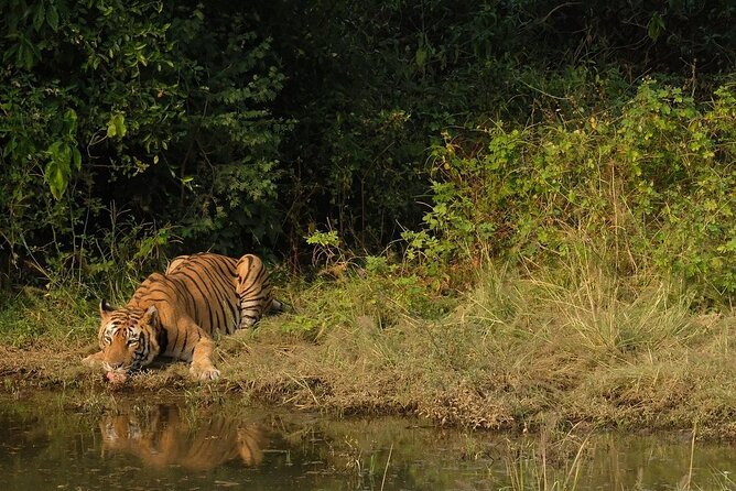 3-Hour Private Safari in Sariska Tiger Reserve - Wildlife Spotting