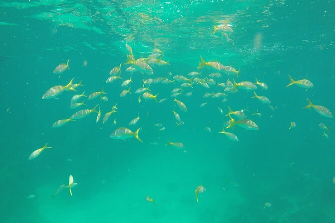 3 Hour Private Snorkeling in Marathon Florida - Booking Information