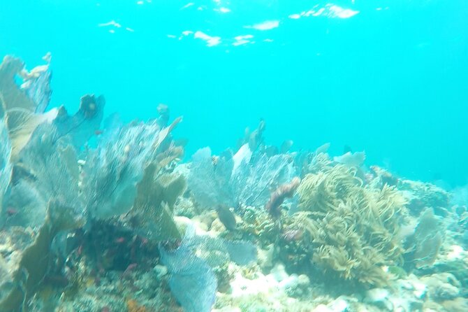 3 Hour Private Snorkeling in Marathon Florida - Group Size and Pricing