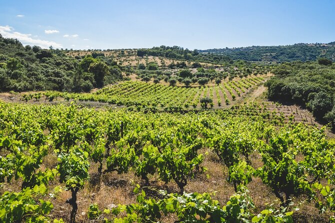 3-Hour Private Wine Tasting in Quinta Da Vineadouro With Lunch - Delectable Lunch Menu