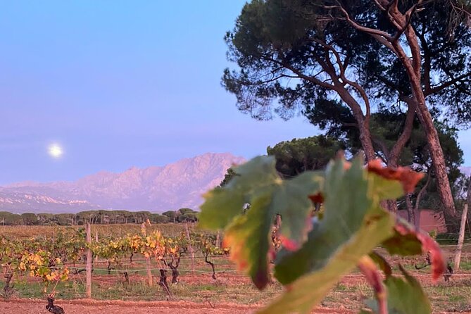 3-Hour Private Wine Tasting Tour Around Ile Rousse - Experience Expectations