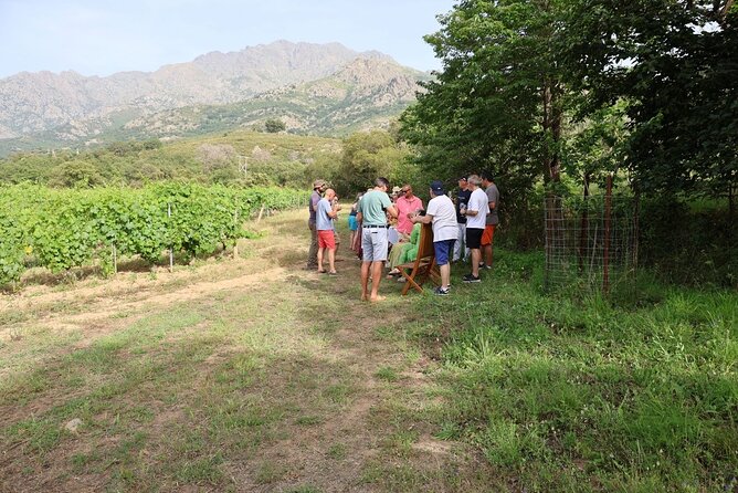3-Hour Private Wine Tasting Tour Around Ile Rousse - Reviews and Feedback