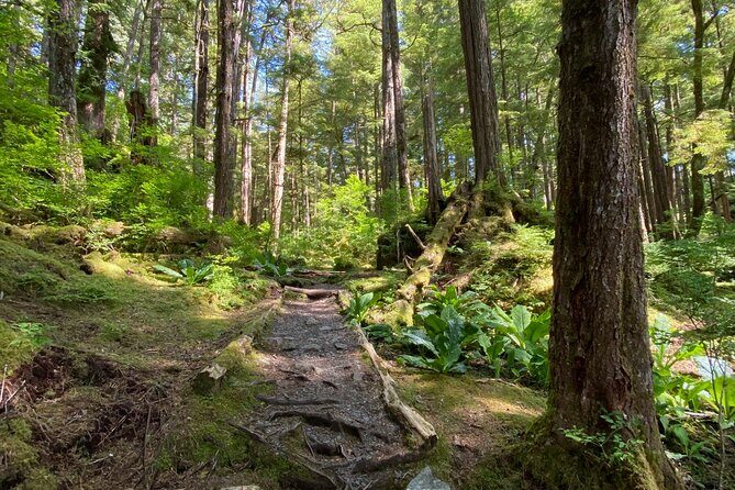 3-Hour Rainforest, Beach & Wildlife Walk - Final Thoughts: Who Should Consider This Tour?