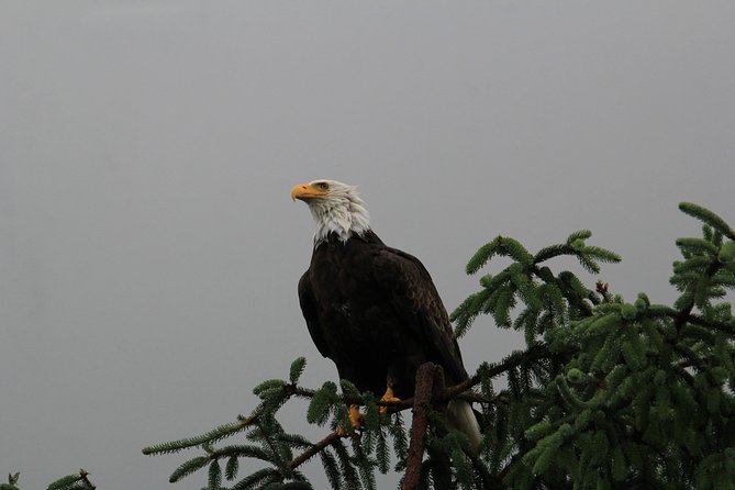 3 Hour Rainforest Walk and Totem Park - Tour Inclusions