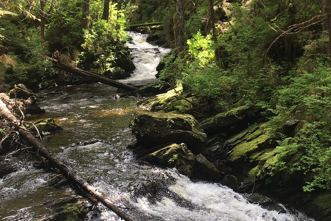 3 Hour Rainforest Walk and Totem Park - Physical Fitness Level