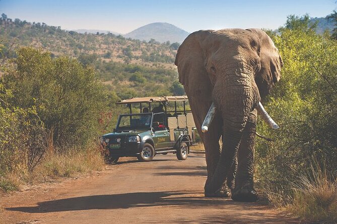 3-Hour Scheduled Safari Game Drive in Pilanesberg National Park - Pricing and Cancellation Policy