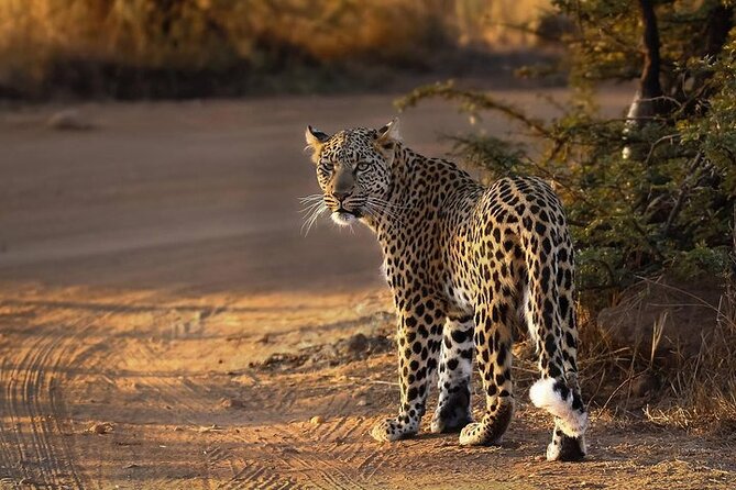 3-Hour Scheduled Safari Game Drive in Pilanesberg National Park - Location and Context