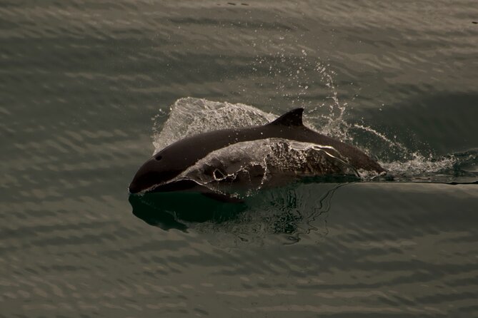3-Hour Sea Kayak Tour in the San Juan Islands - Tour Size and Participants