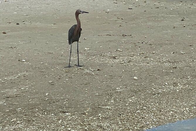 3 Hour Shelling Tour in Marco Island - Final Thoughts: Who Will Love This Tour?
