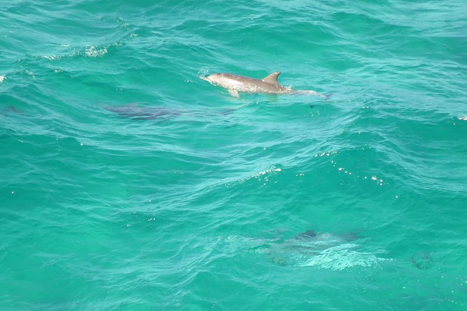 3-Hour Small-Group Byron Bay Tour - Reviews Overview