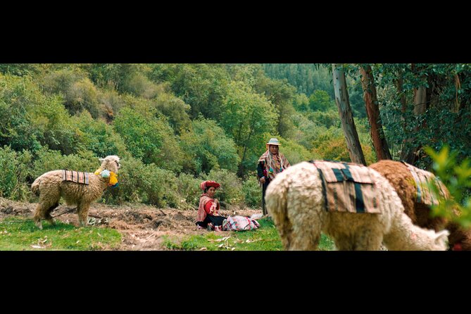 3-Hour Small-Group Hiking With Alpaca in Sacred Valley - Meeting Details