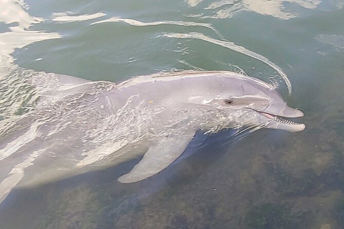 3-Hour St Pete Private Water Adventure Tour for 6 Guests - Key Points