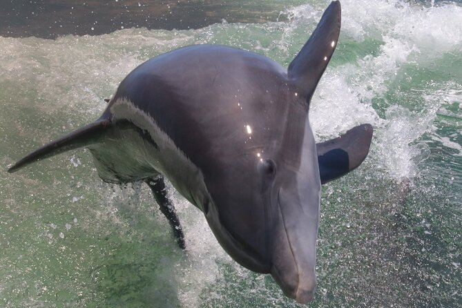 3-Hour St Pete Private Water Adventure Tour for 6 Guests - Meeting Point and Accessibility