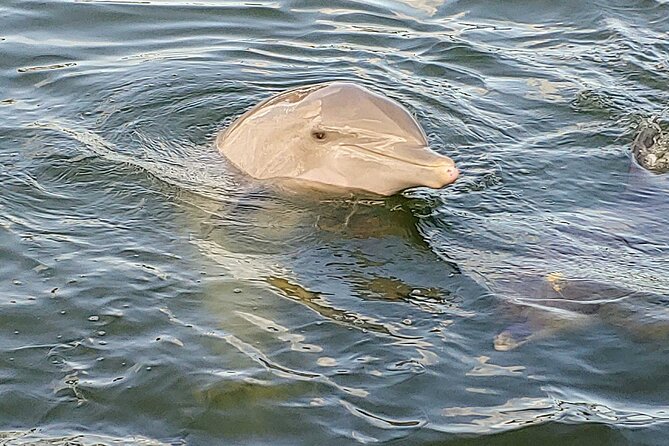3-Hour St Pete Private Water Adventure Tour for 6 Guests - Private and Customized Experience