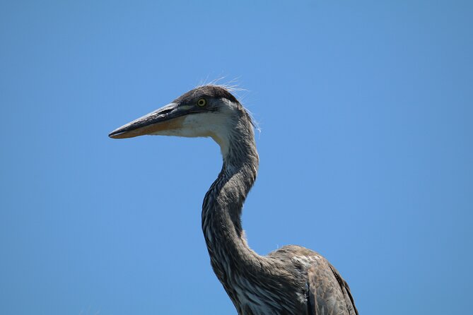 3-Hour St Pete Private Water Adventure Tour for 6 Guests - Positive Customer Reviews