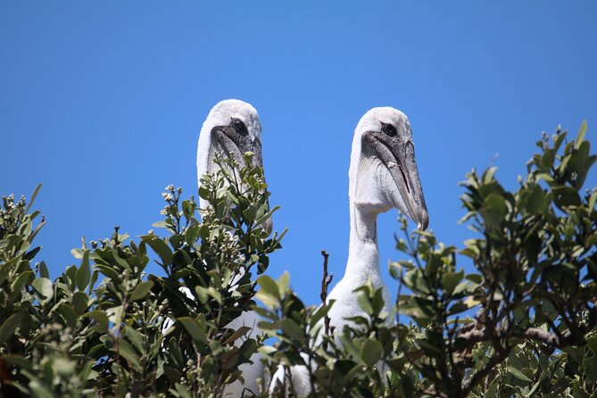 3-Hour St Pete Private Water Adventure Tour for 6 Guests - Snorkeling and Shell Collecting