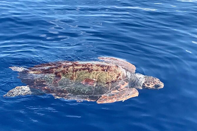 3-Hour Sunset Boat Trip With Dolphin Watching - Accessibility