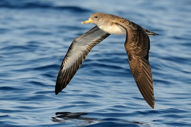 3-Hour Sunset Boat Trip With Dolphin Watching - Reviews