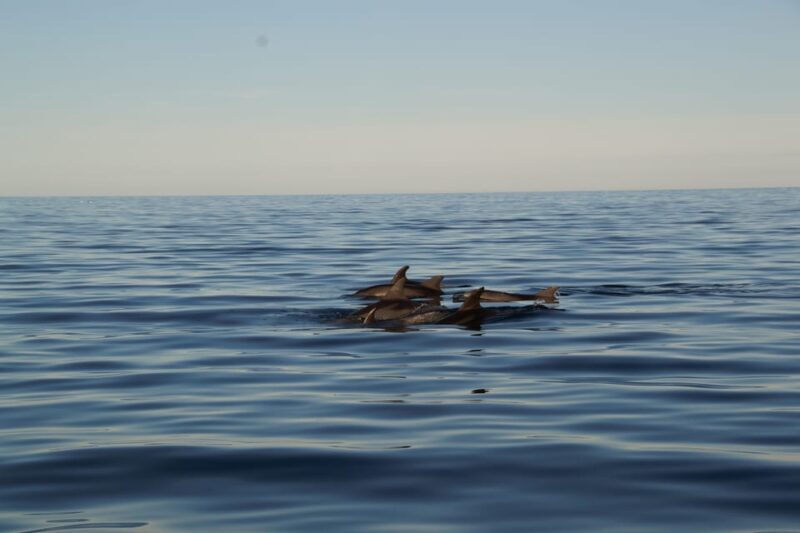3 Hour Sunset Sailing Tour in Pula - Experience Highlights