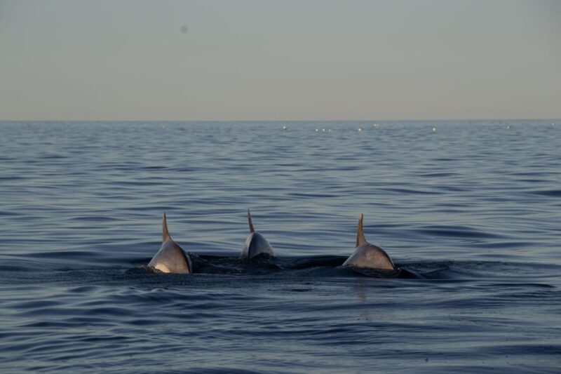 3 Hour Sunset Sailing Tour in Pula - Inclusions