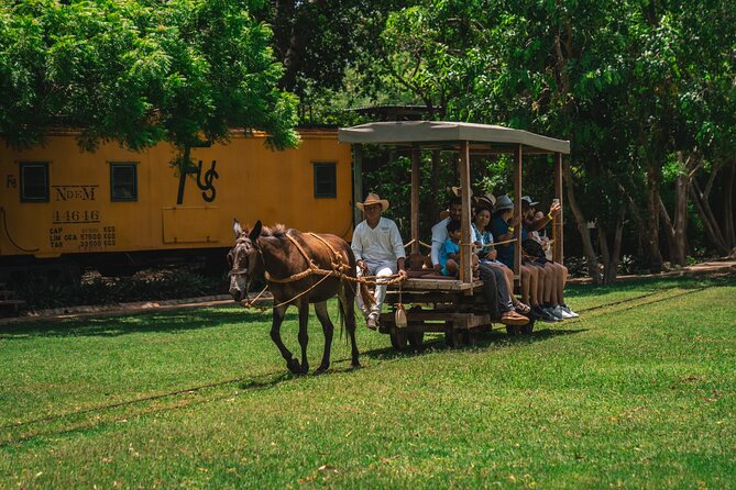 3 Hour Tour in the Sotuta De Peón Live Museum - Accessibility Features