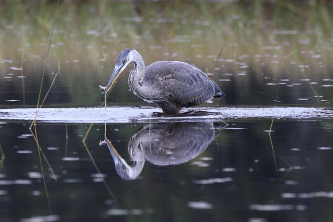 3 Hour VIP Electric Canoe Photography Tour (Private, Price Is for 2 People) - Private Tour Details