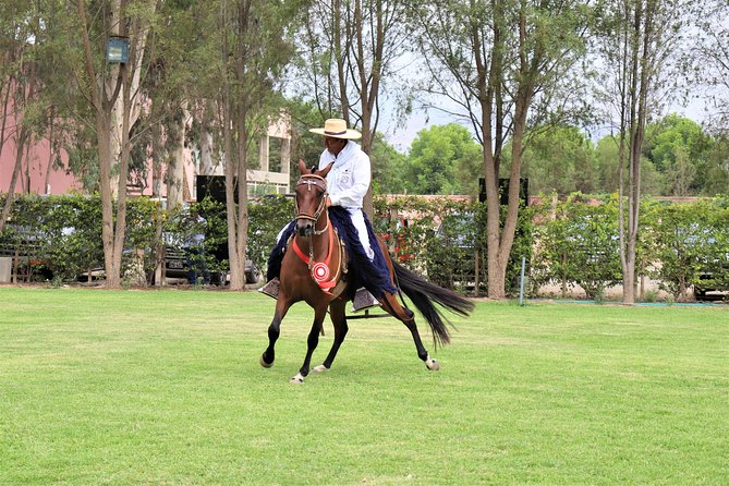 3-Hour Wine and Pisco Tour / Tacama and El Catador - Tour Pickup and Booking